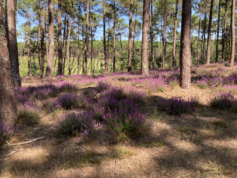 [Image: IMG-2504.jpg]