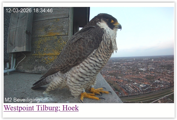 Screen Shot 03 12 26 at 06 34 PM