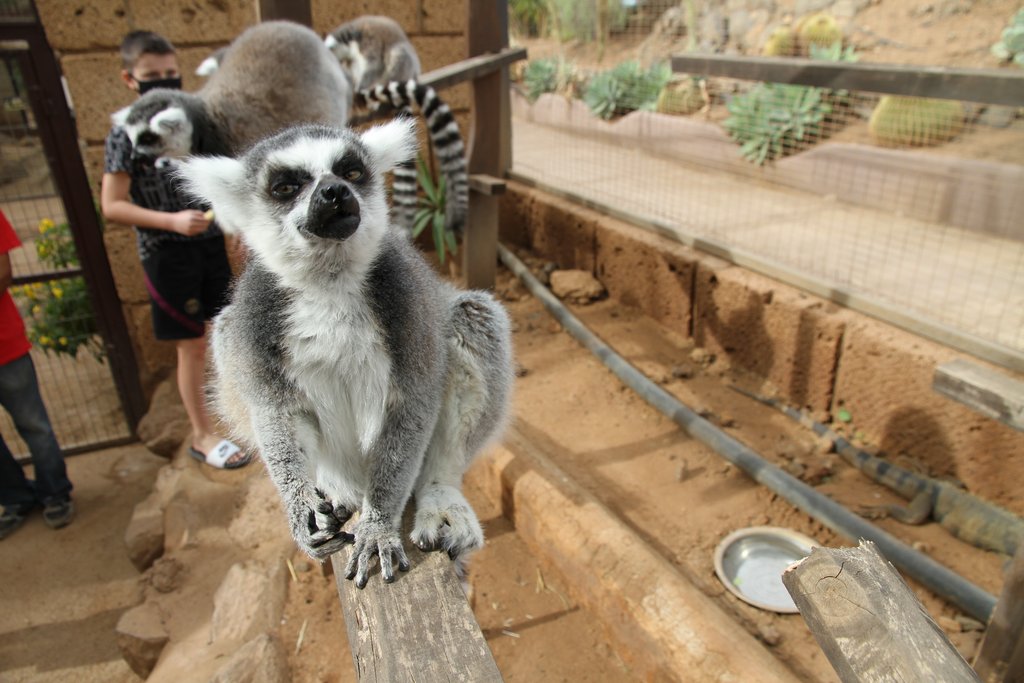 Tenerife: hay turismo más allá de El Teide - Blogs de España - MONKEY PARK- PLAYA DE LAS GALLETAS- ICOD DE LOS VINOS- GARACHICO (3)