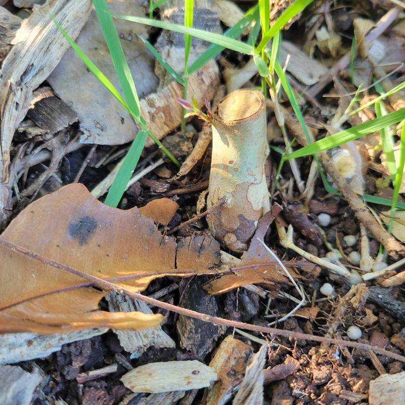 17642697243723500088059743343228