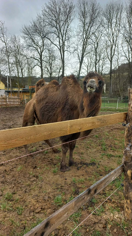 Zvíře na farmě