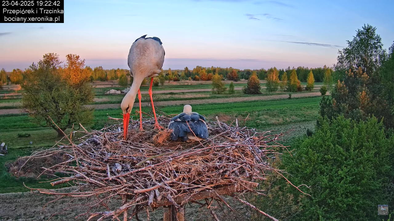 23042025bociany17