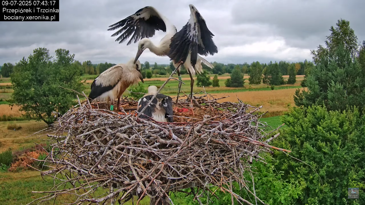 09072025bociany29