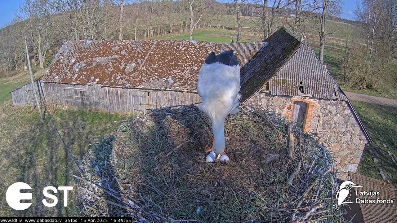 (16) Baltie stārķi (Ciconia ciconia) Tukuma novadā __ White storks in Tukums, Latvia - YouTube - 656