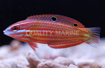 Xmas-Wrasse-4-18-17.jpg