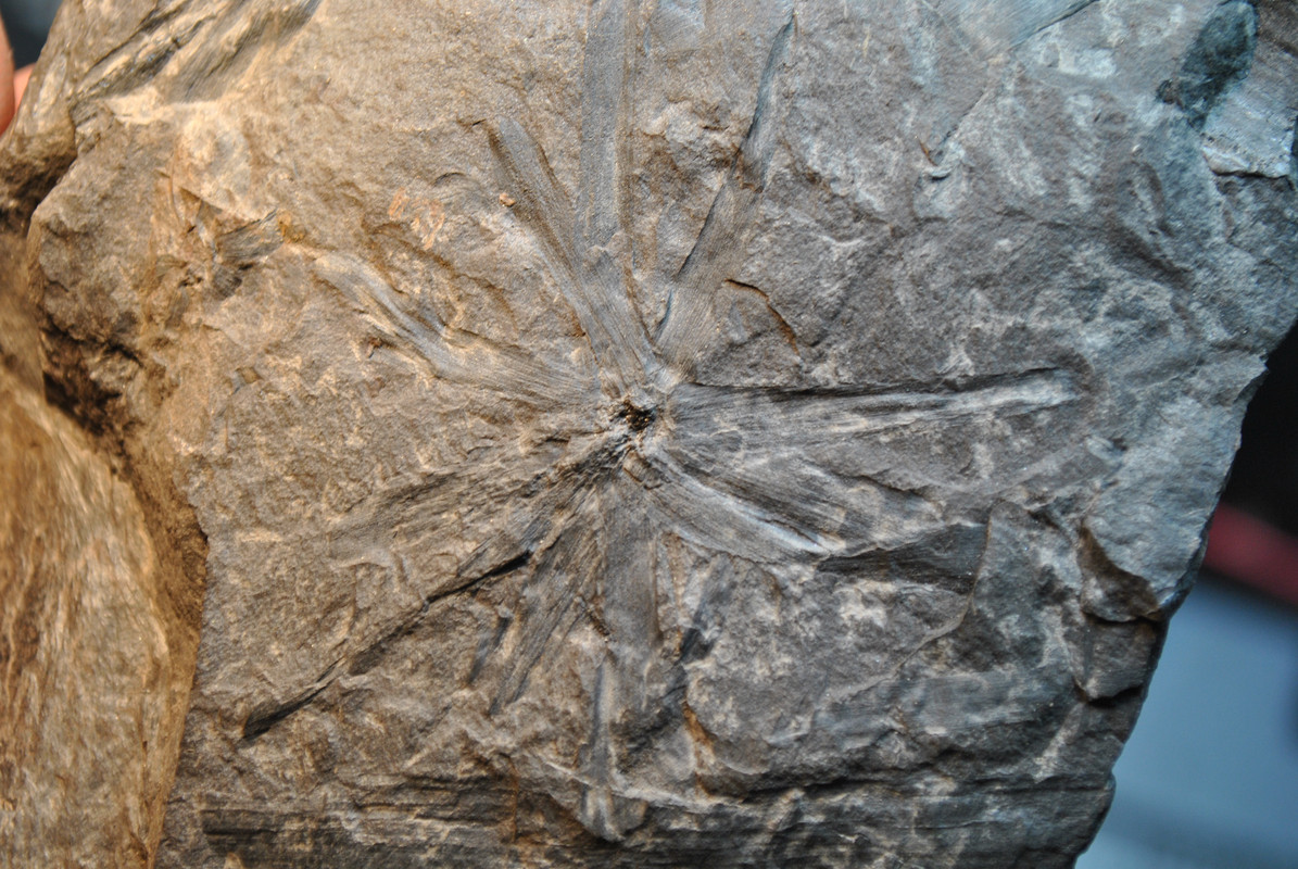 Sphenophyllum Koening , 1825. - Page 2 DSC_9962