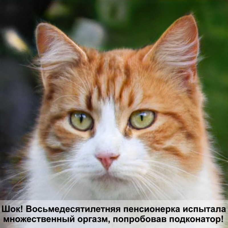 фотографии кошек и котят