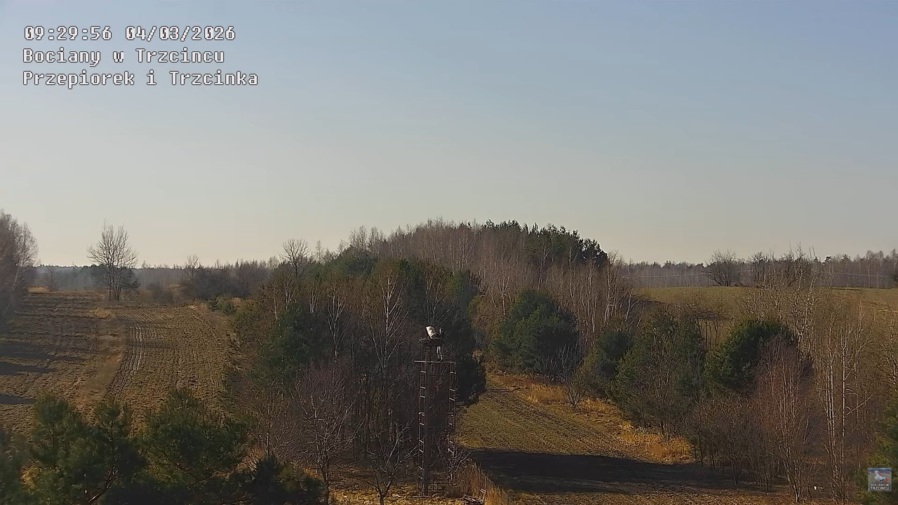 04032026 Prace przy gnieździe 3