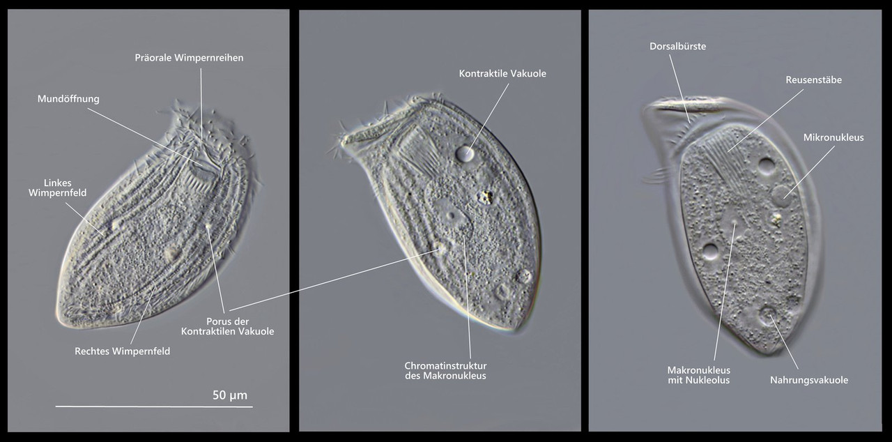 Pseudochilodonopsis 06 (ev) fluviatilis Beschriftung (Foiss I-67) DIK 100 Komp