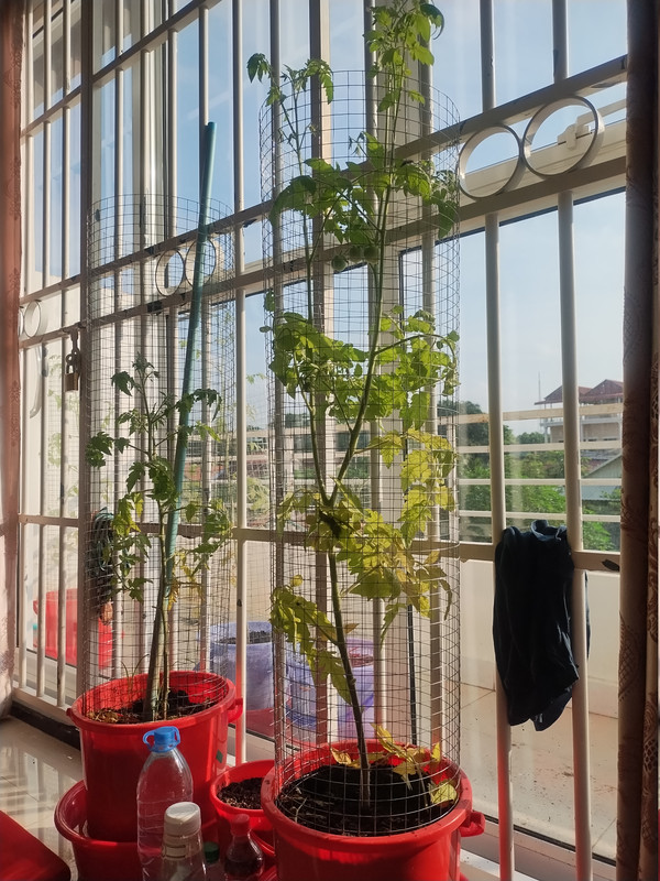 Tomatoes 261026