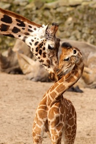 Giraffe-33