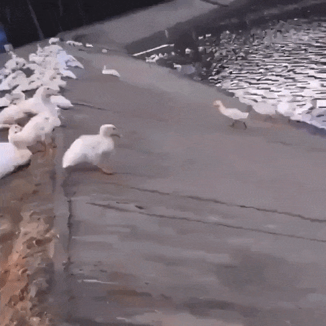 quack-2.gif