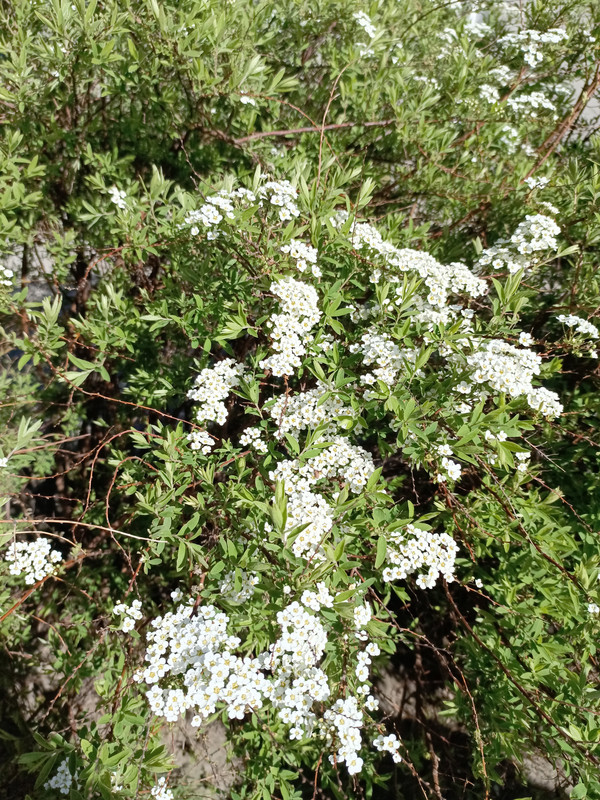 IMG_20240523_095939_054