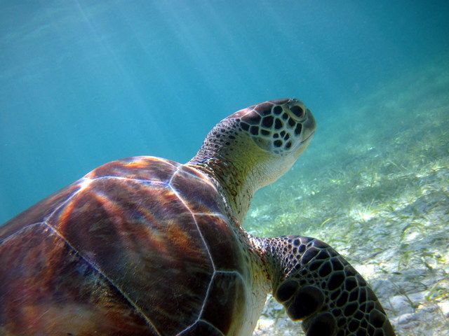 TRS Yucatan Hotel- Palladium. Solo Adultos. Riviera Maya - Foro Riviera Maya y Caribe Mexicano