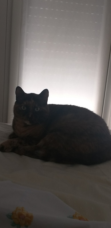 16553766431806107921111498203538