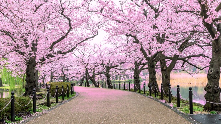 cherry-blossom-1567676709-735-X412.jpg