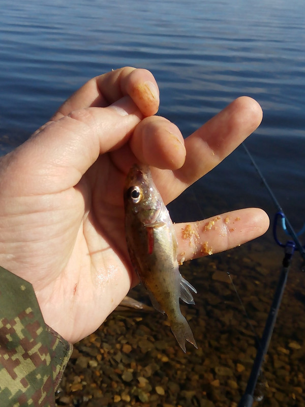 Камский фидер-2 2015 05