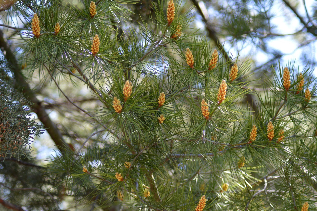 сосна бунге6