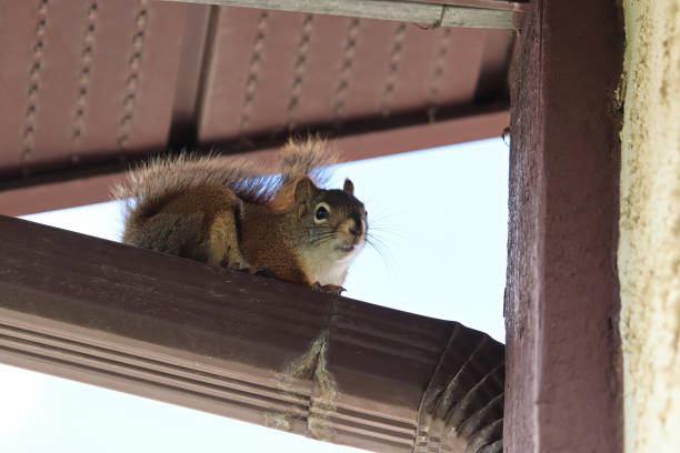 rodent-control-16.jpg