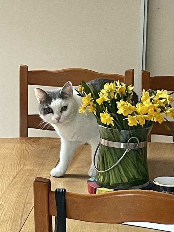 IMG-78cbc84600968d22bcc5c761d933ac83-V