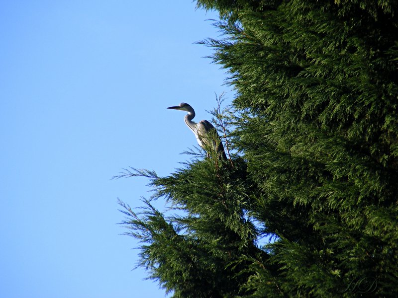 animal-heron-riverside-Tree-HD.jpg