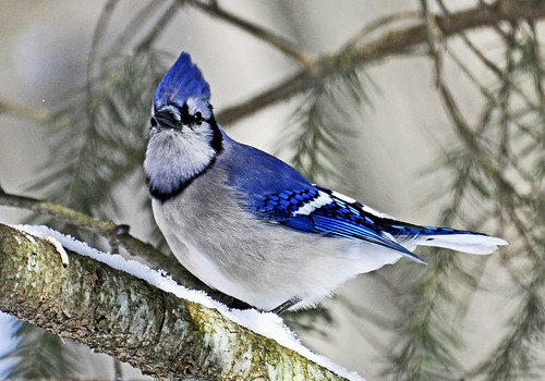 blue jays (Cyanocitta cristata)