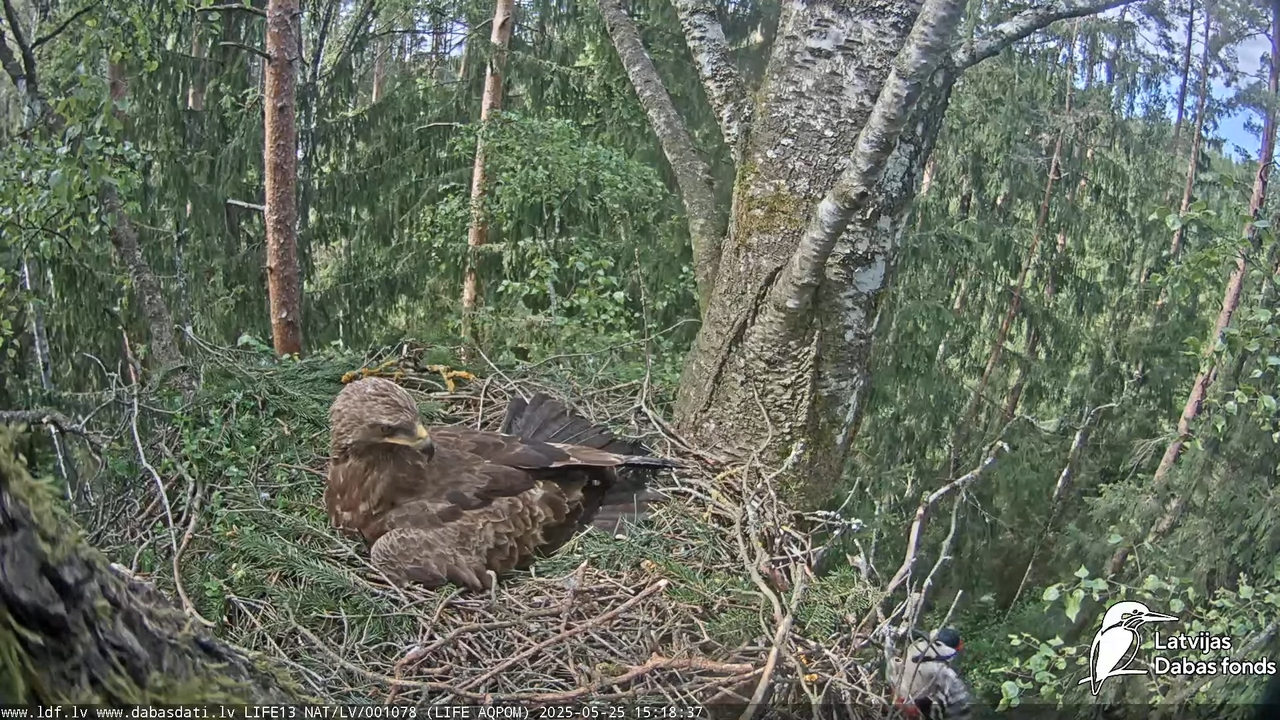 Mazais ērglis (Clanga pomarina), ligzda bērzā 15-41-2 screenshot (1)