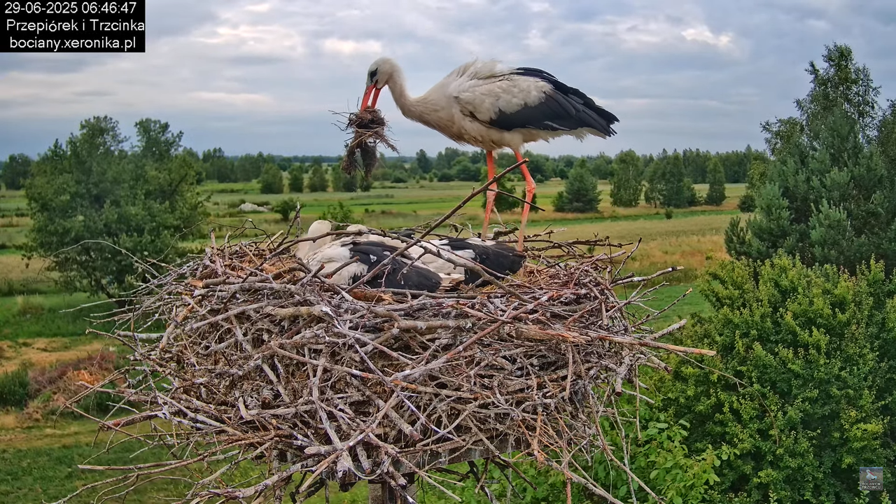 29062025bociany20