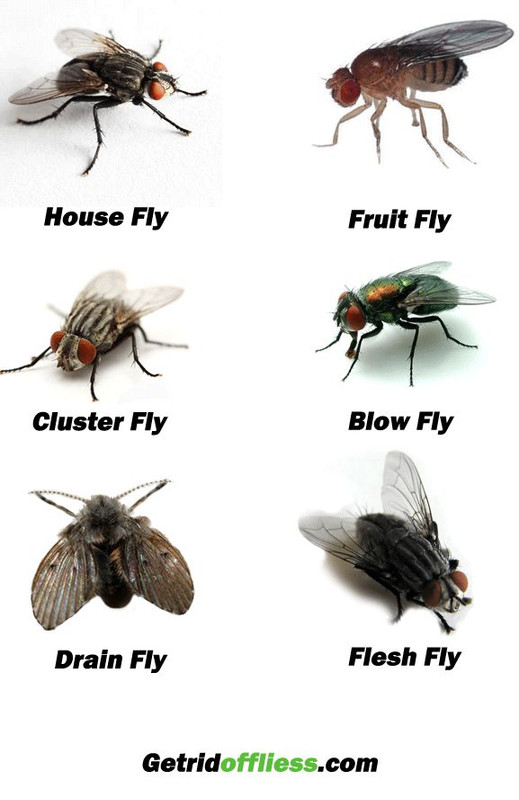 house fly control services Hyderabad