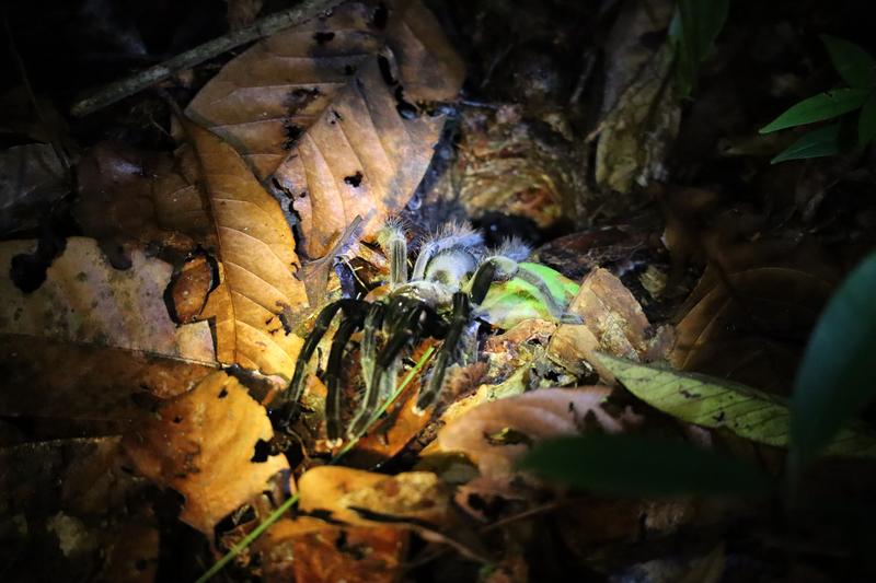 Singapur e Indonesia 2018 - Blogs de Indonesia - Borneo (P.N. Tanjung Puting) (23)
