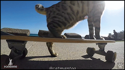 Amazing-Cat-GIF-Clever-Cat-uses-his-hind-legs-to-push-his-skate-by-himself.gif