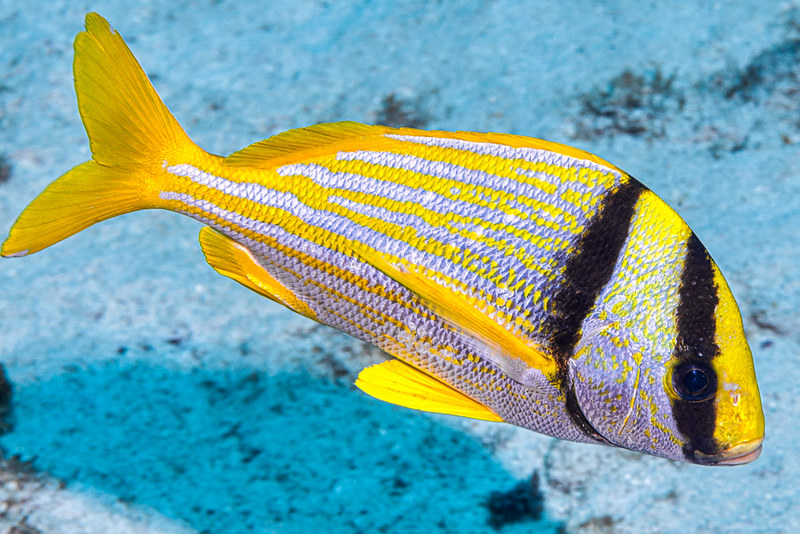 yellow-porkfish.jpg