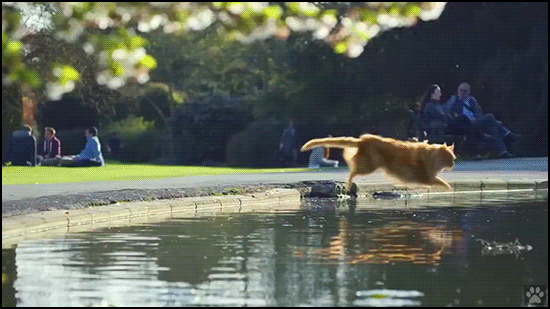 Amazing-Cat-GIF-Crazy-cat-splashing-swimming-and-shaking-water-off-its-body-like-a-dog.gif