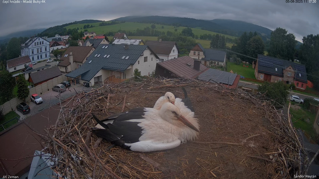 Živá kamera - Mladé Buky - čapí hnízdo 4K 12-45-0 screenshot