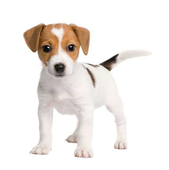 Petco - Galleta GRATIS por Día del Jack Russell Terrier 
