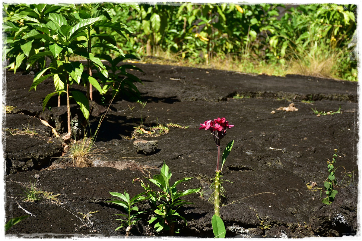 Días 3-4. Savai’i: costa norte - Talofa! Samoa, una perla en el Pacífico (6)