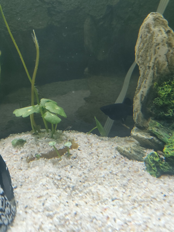 16712967198343479975974694066794