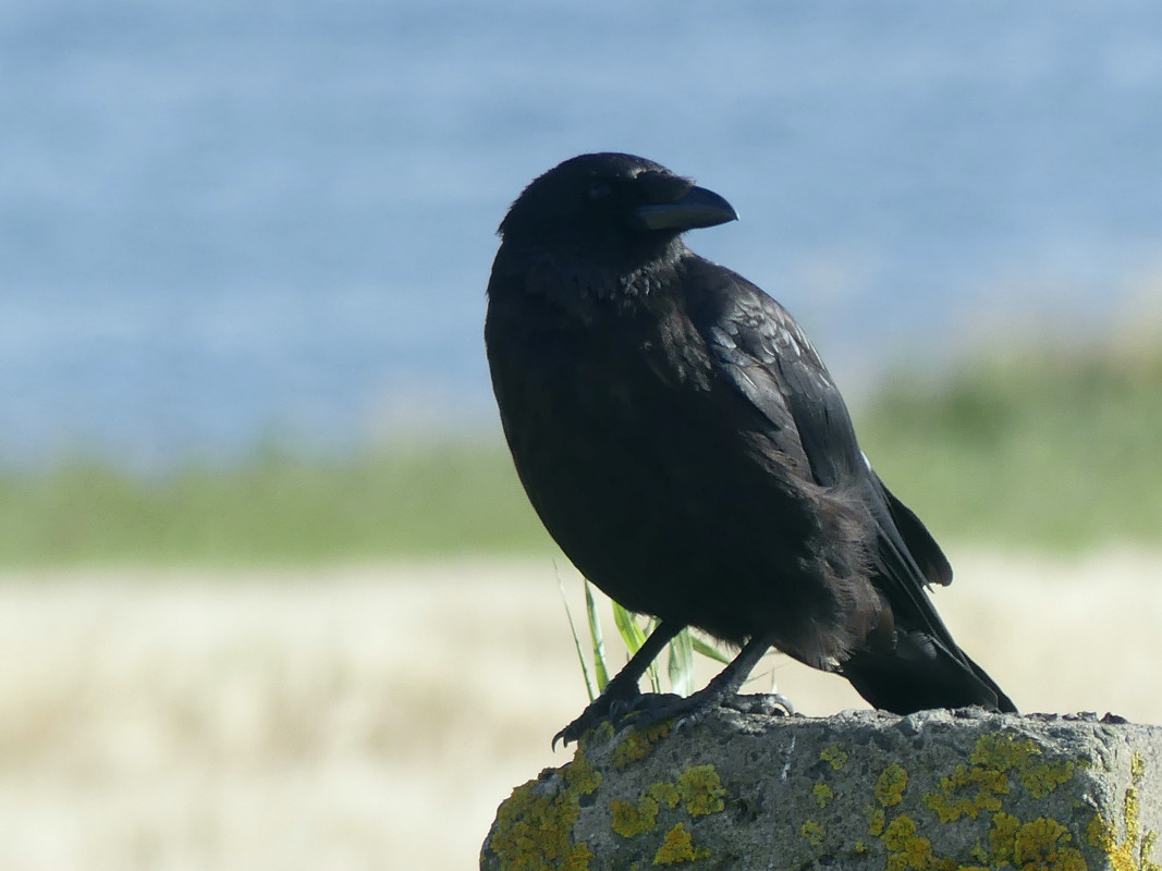 CROW TOO LATE 4 110824
