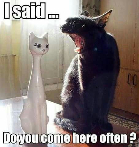 Cat Humor #7