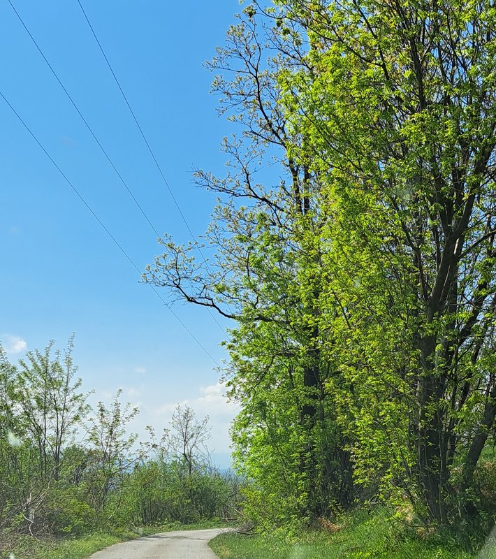 Slika