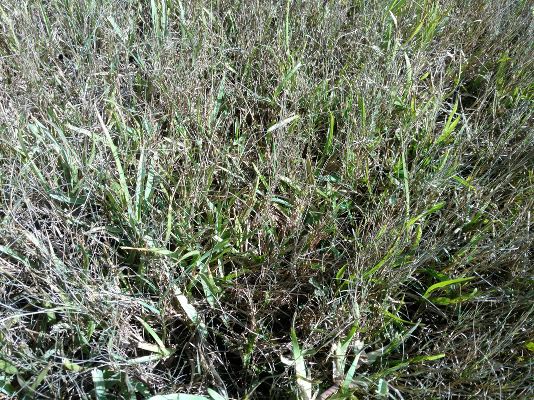 Killing Bermuda in St. Augustine (the easy way?) | Lawn Care Forum