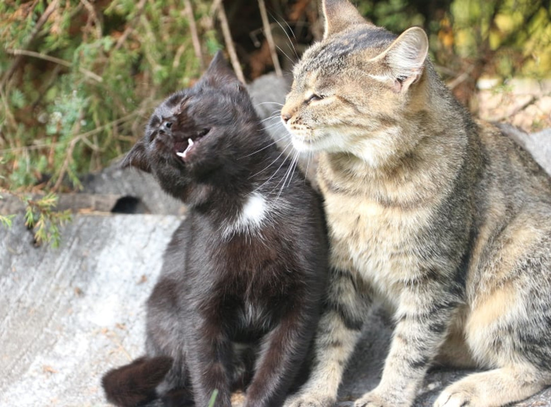 imgonline-com-ua-Resize-2nPX3pKT83Z4