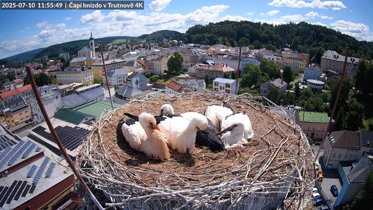 Živě z čapího hnízda na pivovarském komíně v Trutnově 11-7-54 screenshot