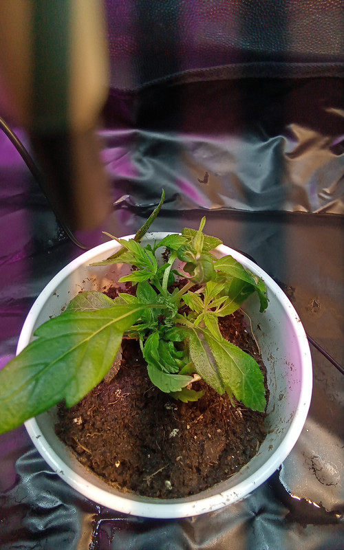 IMG_20211210_220920_022