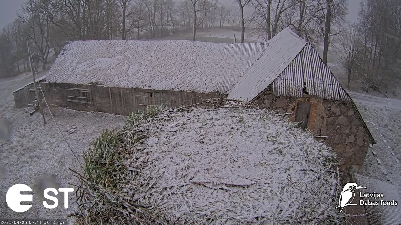 (16) Baltie stārķi (Ciconia ciconia) Tukuma novadā __ White storks in Tukums, Latvia - YouTube - 848