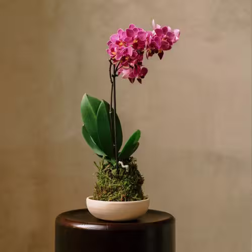 Orquidea Fucsia En Kokedama