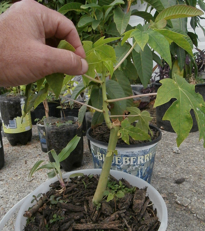 cutting_papaya