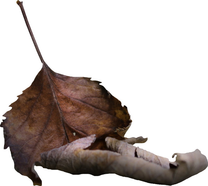 Autumn Witchery (136)