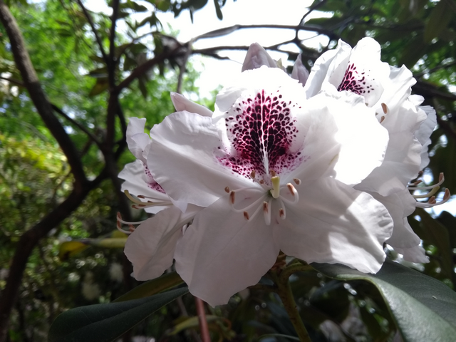 Einfach herrlich, die Zeichnung in dieser Rohododendron-Blüte