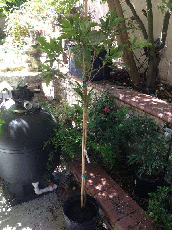 Sapodilla Salsa woods